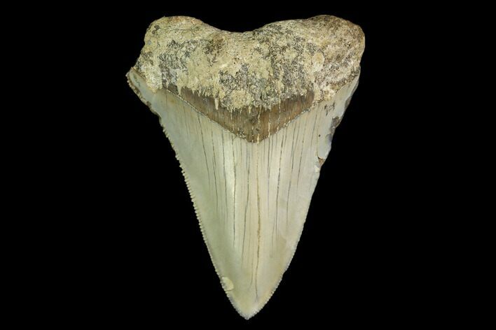 Serrated, Juvenile Megalodon Tooth - Indonesia #149892